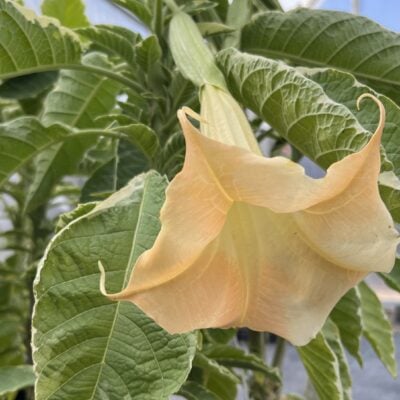 Brugmansia 'Snowbank' PP# 14,817 - Angel Trumpet (#1 Round)