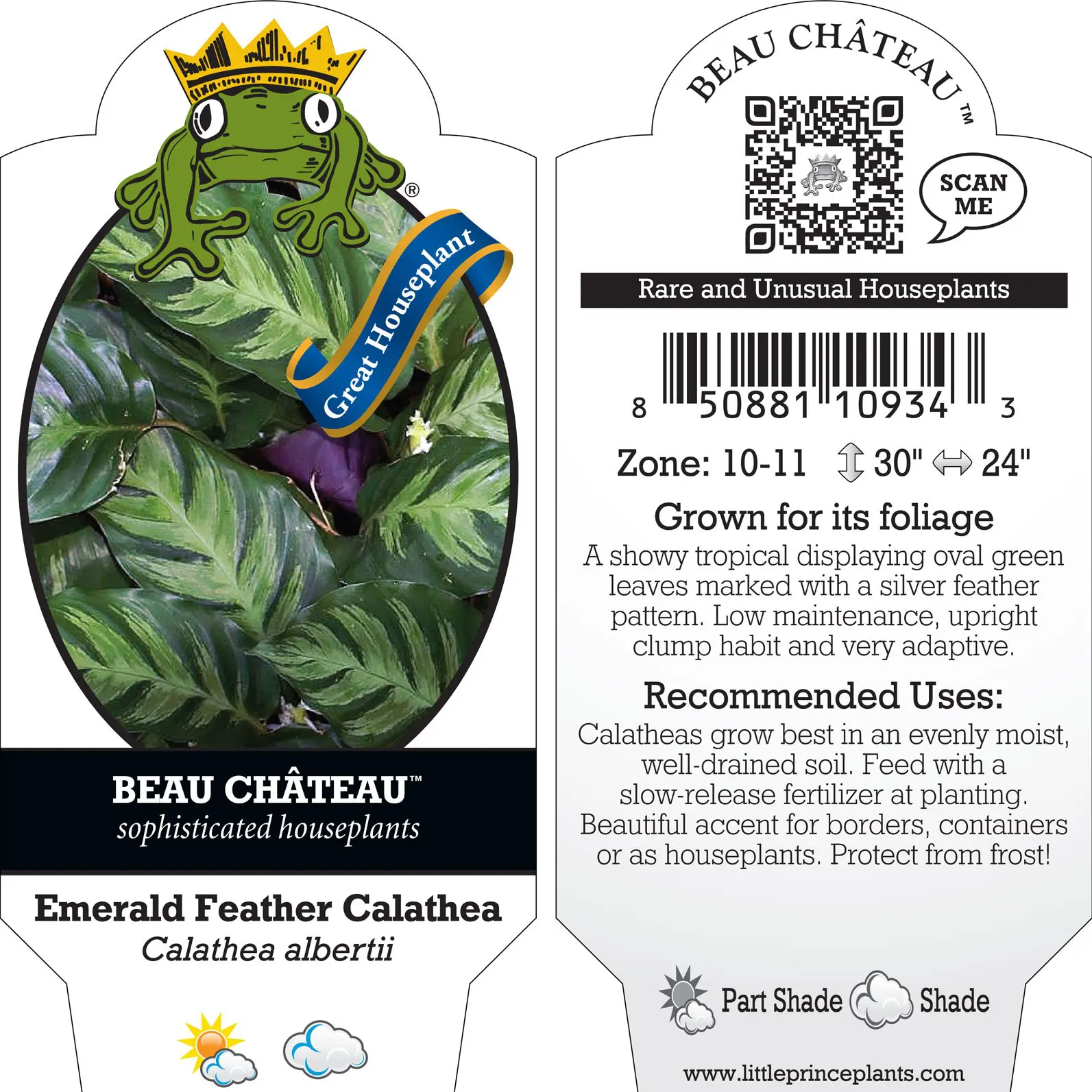 Calathea albertii - Emerald Feather Prayer Plant (4.5" Pot) | Little Prince  of Oregon Nursery