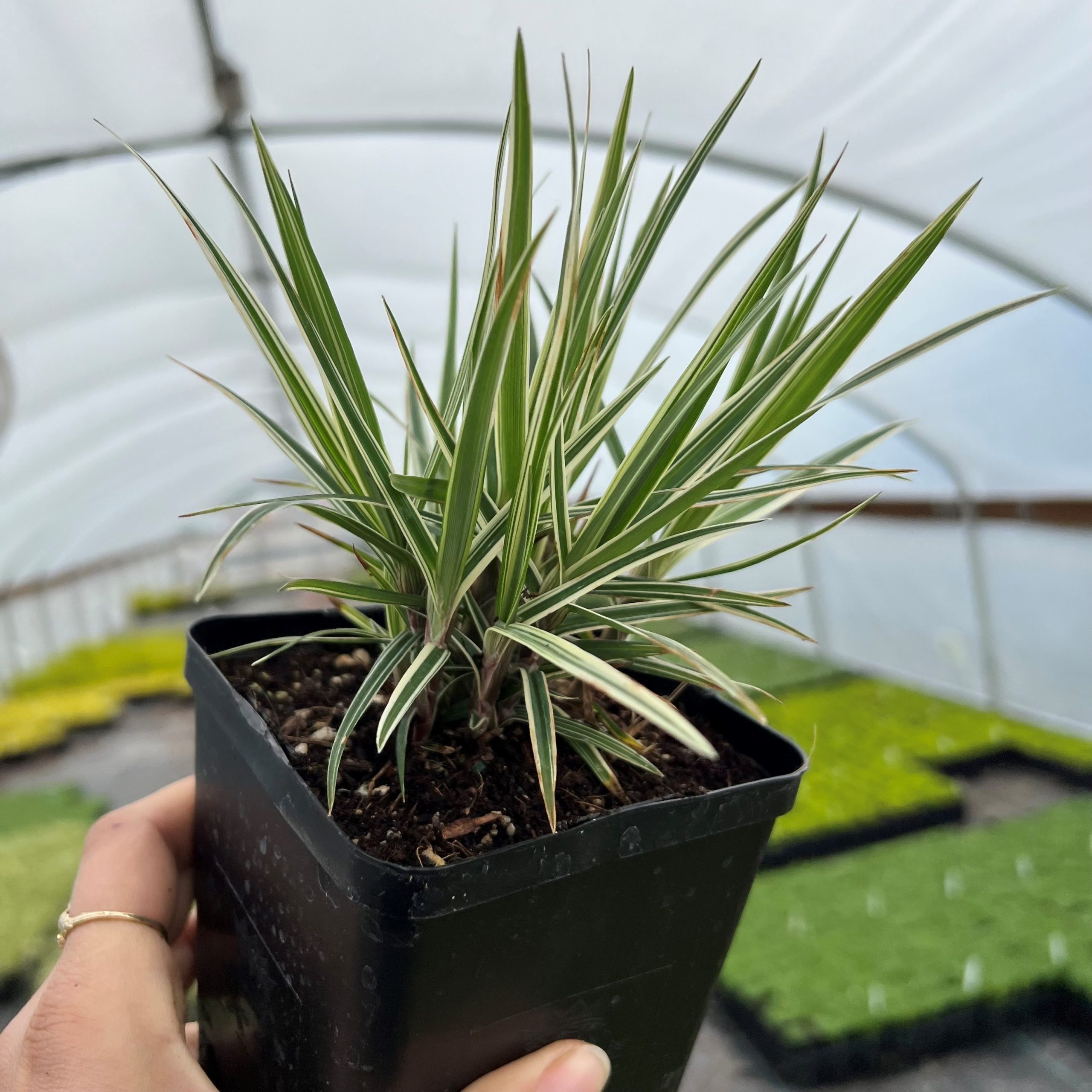 snake plant laurentii Sansevieria Laurentii, Snake Plants