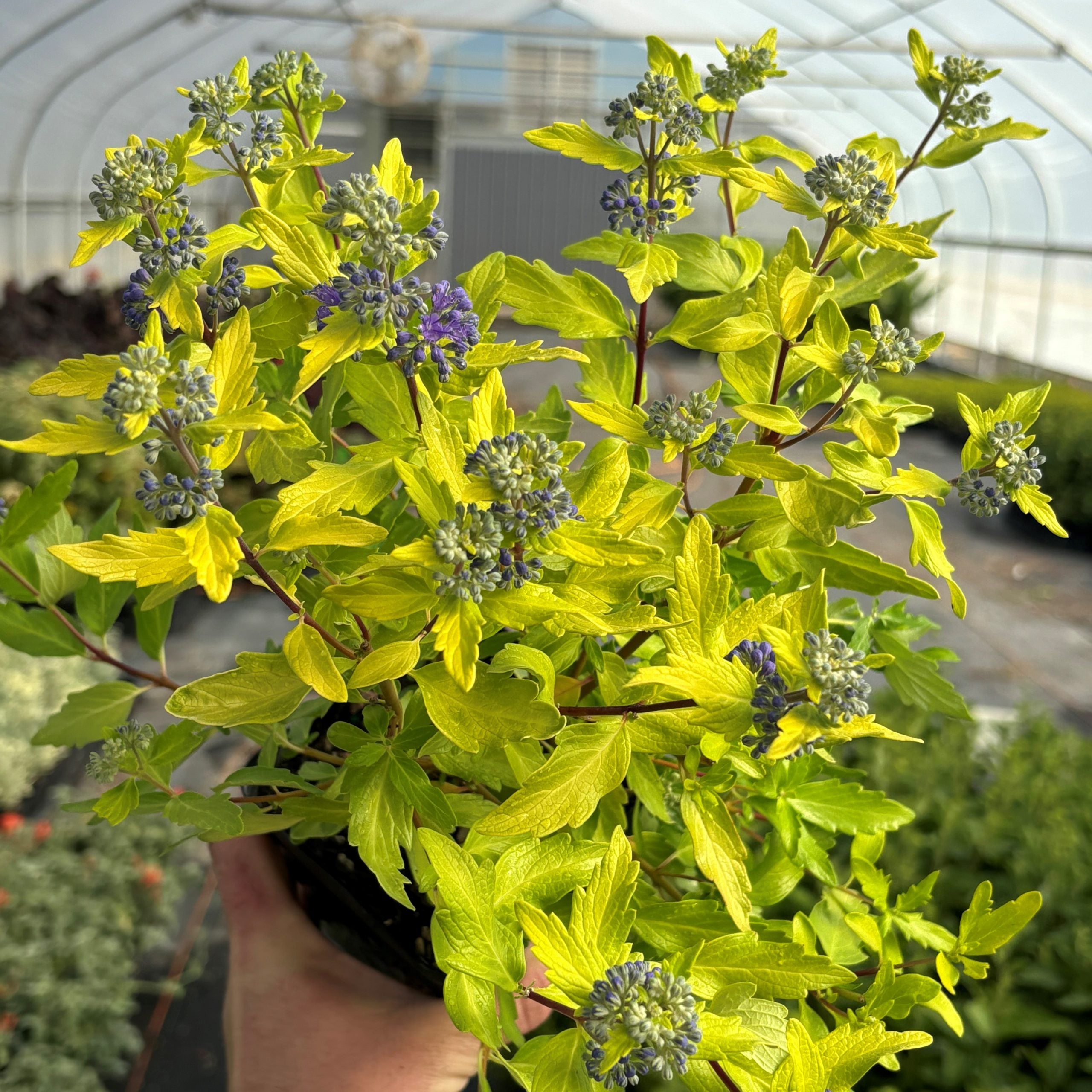 Caryopteris x clandonensis 'Gold Crest' - Bluebeard (4.5" Pot) - Image 3