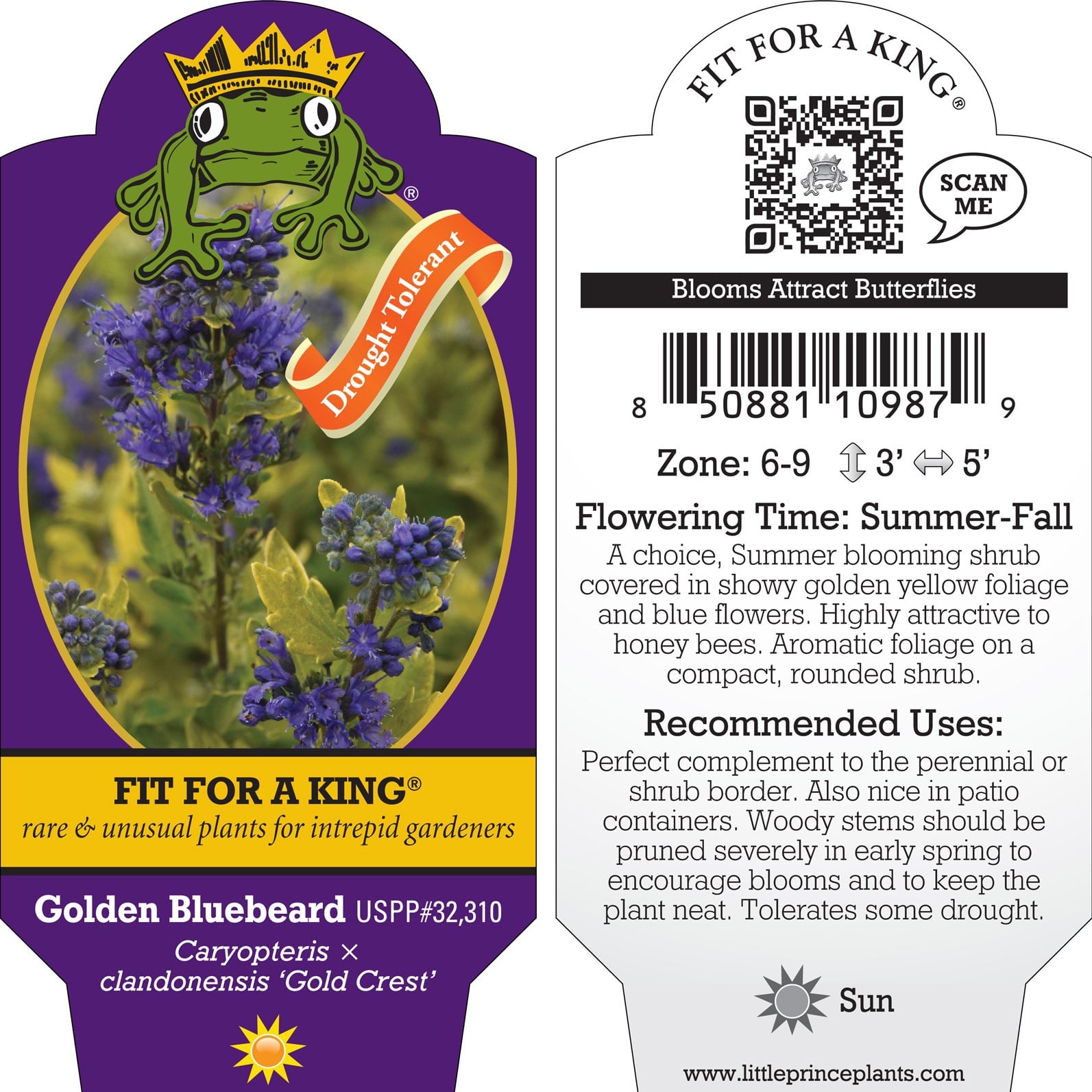 Caryopteris x clandonensis 'Gold Crest' - Golden Bluebeard