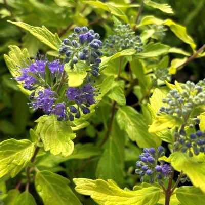 Caryopteris x clandonensis 'Gold Crest' - Bluebeard (4.5" Pot)