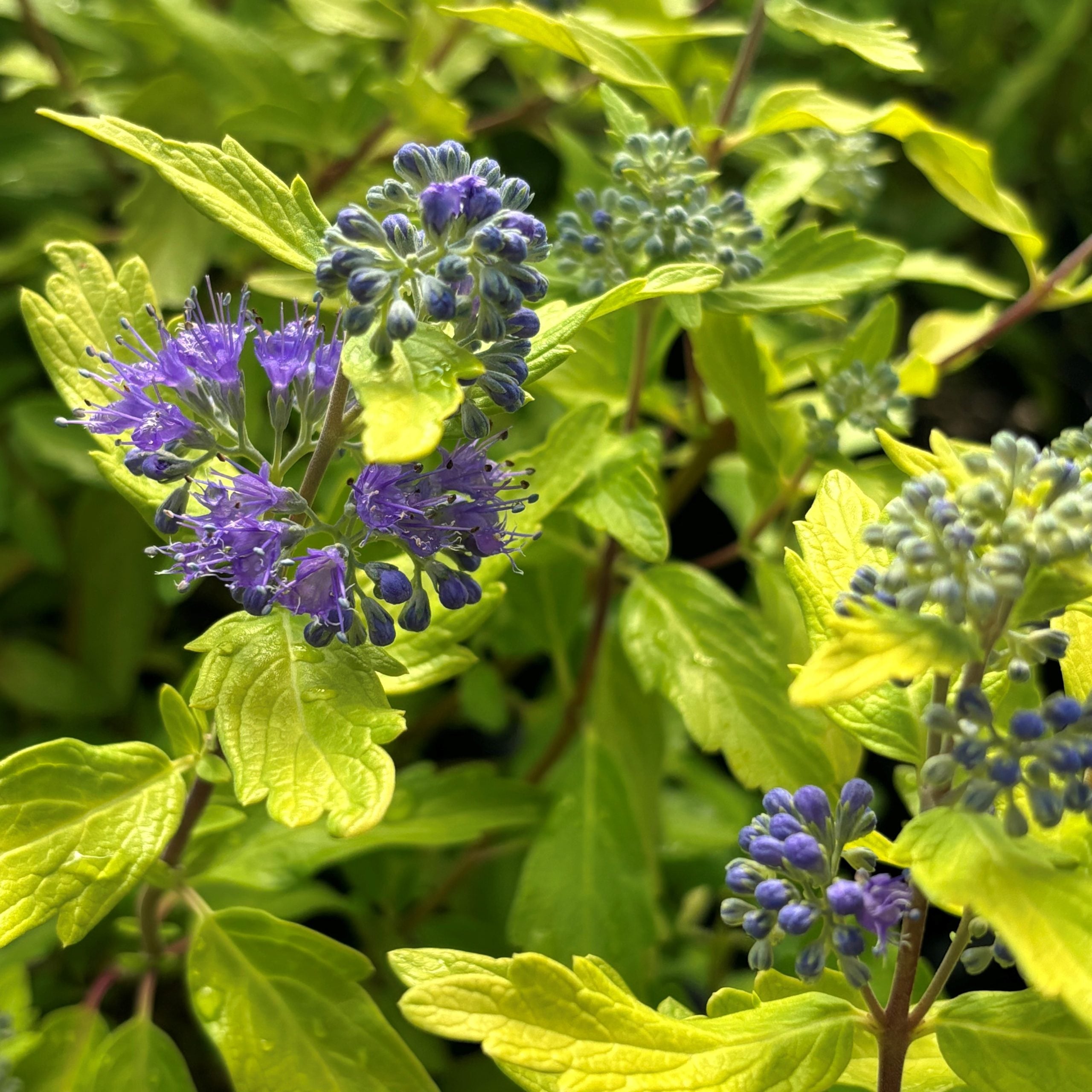 Caryopteris x clandonensis 'Gold Crest' - Bluebeard (4.5" Pot)