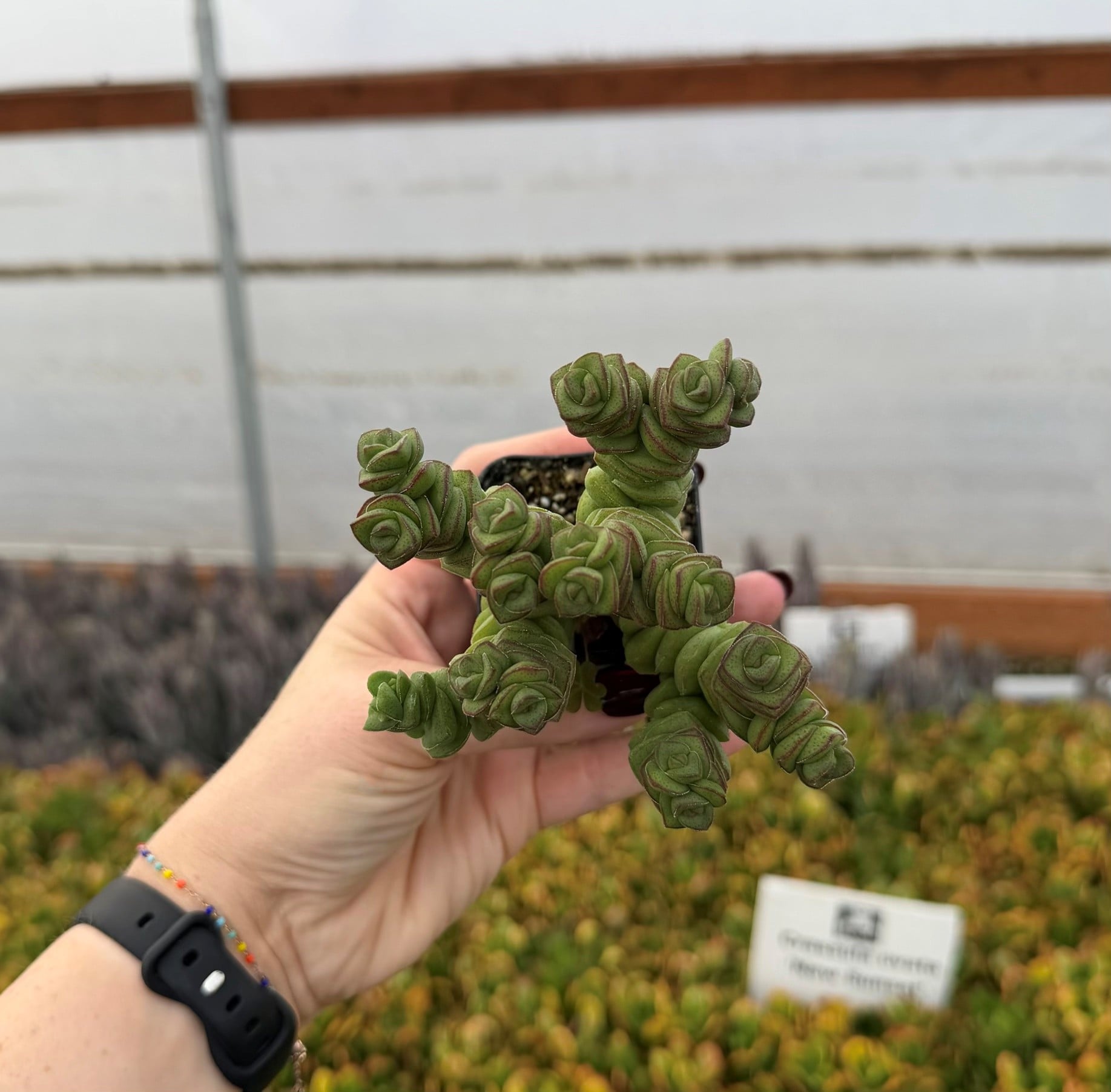 Crassula marnieriana (4.5" Pot) - Image 2