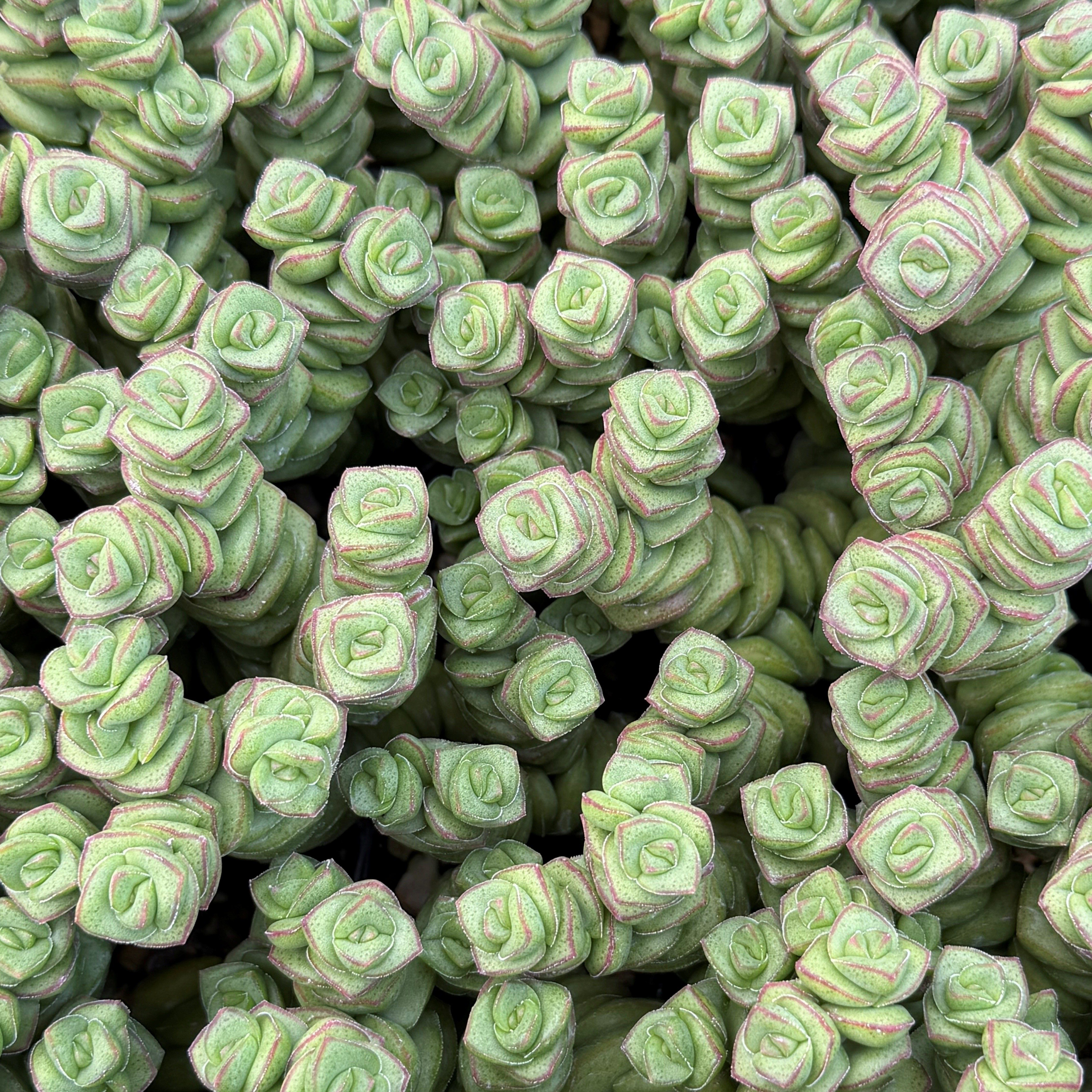 Crassula marnieriana (4.5" Pot)