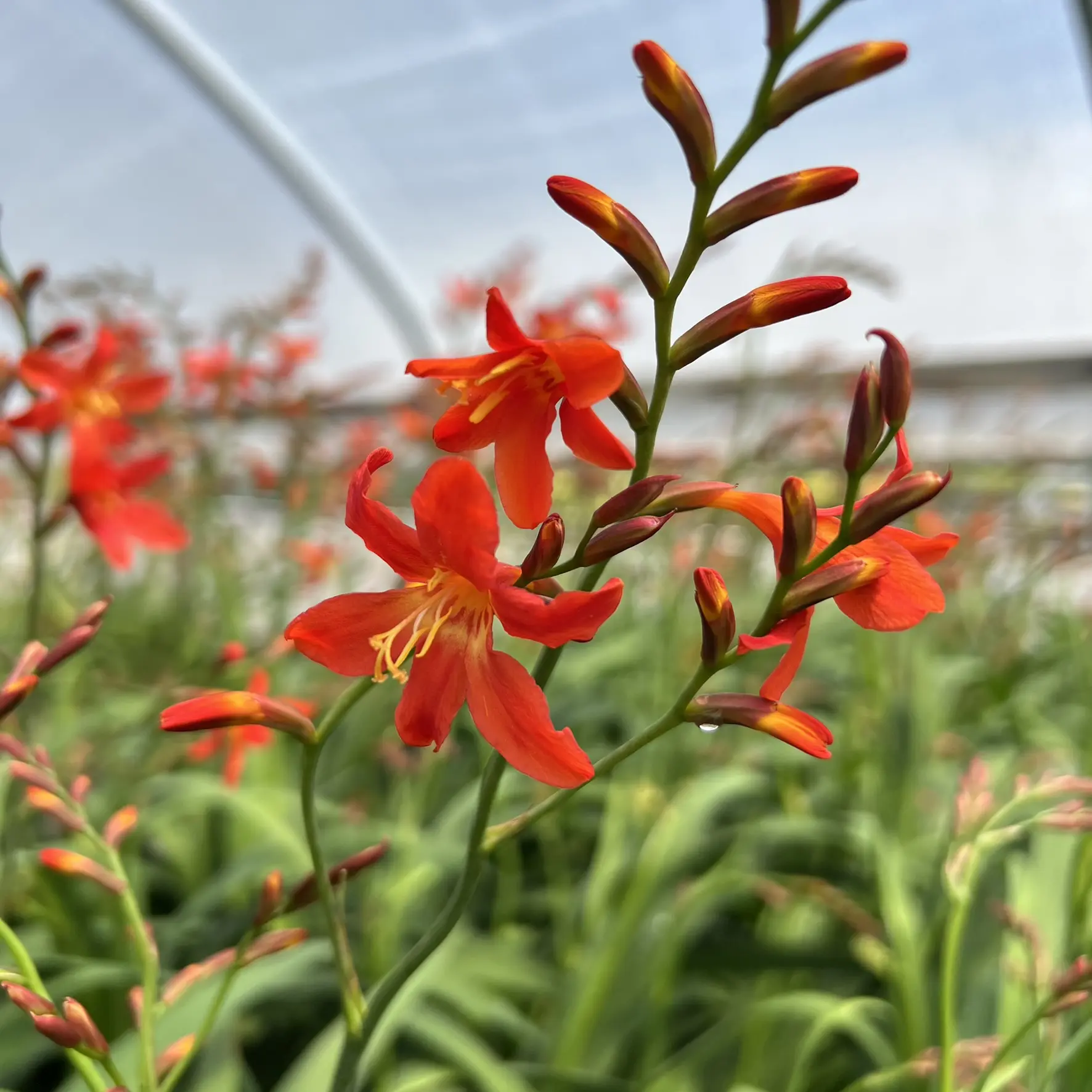 Crocosmia 'Carmine Brilliant' - Montbretia (4.5