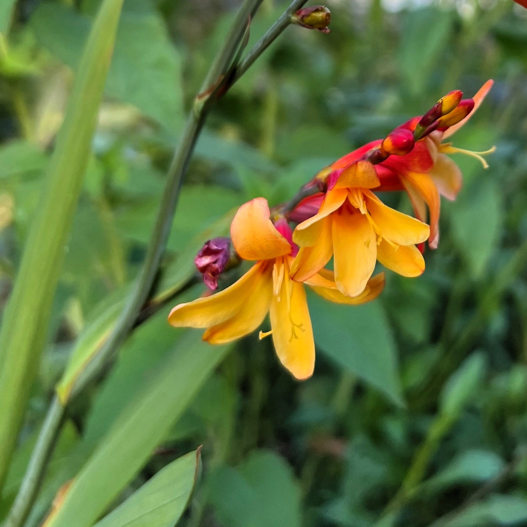 Crocosmia 'Harlequin' - Montbretia (4.5" Pot) | Little Prince of Oregon  Nursery