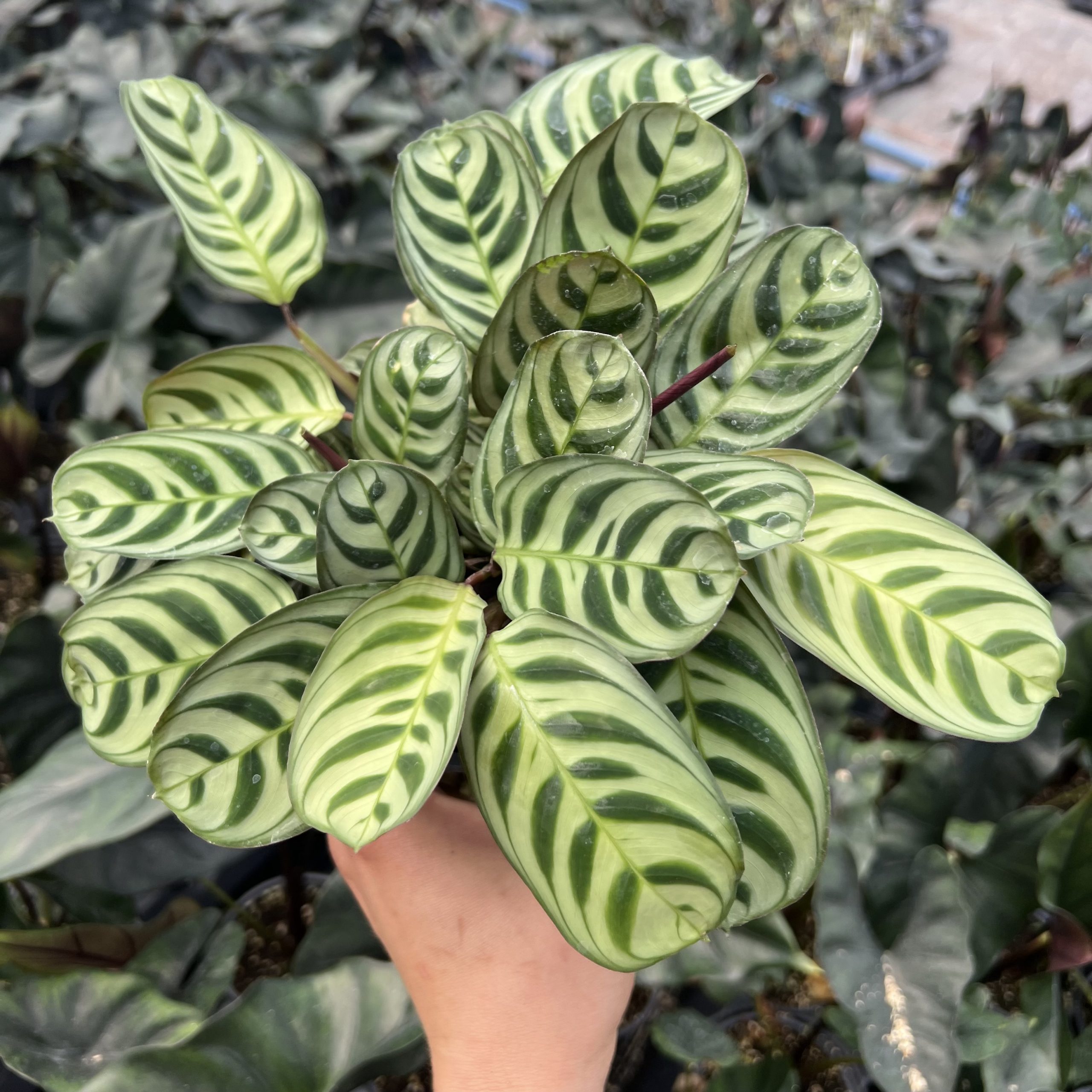 preis olivenbaum Olivenbaum 40 Jahre alt . 160cm Hhe  toskanagartenshop