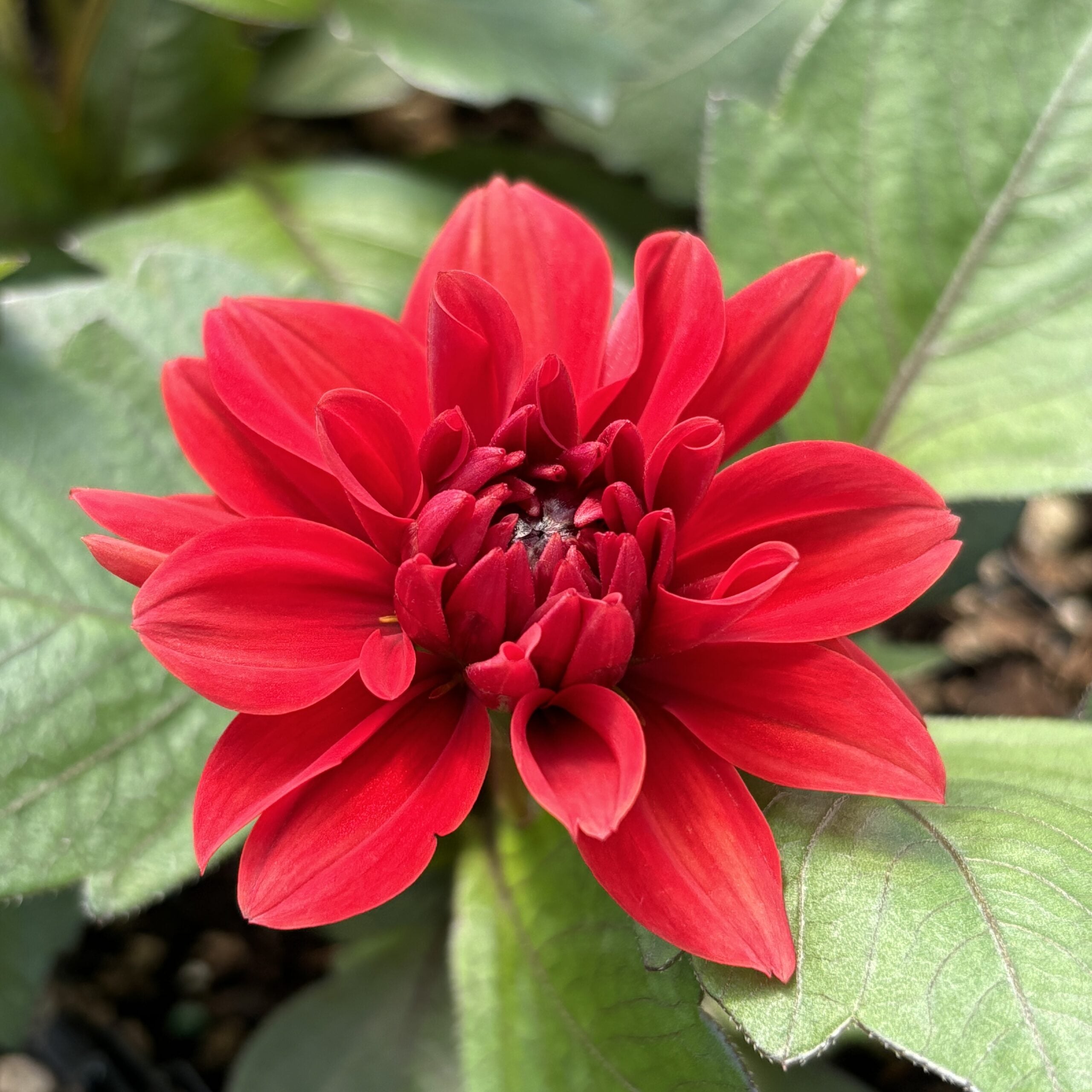 Dahlia Revelation 'Red'