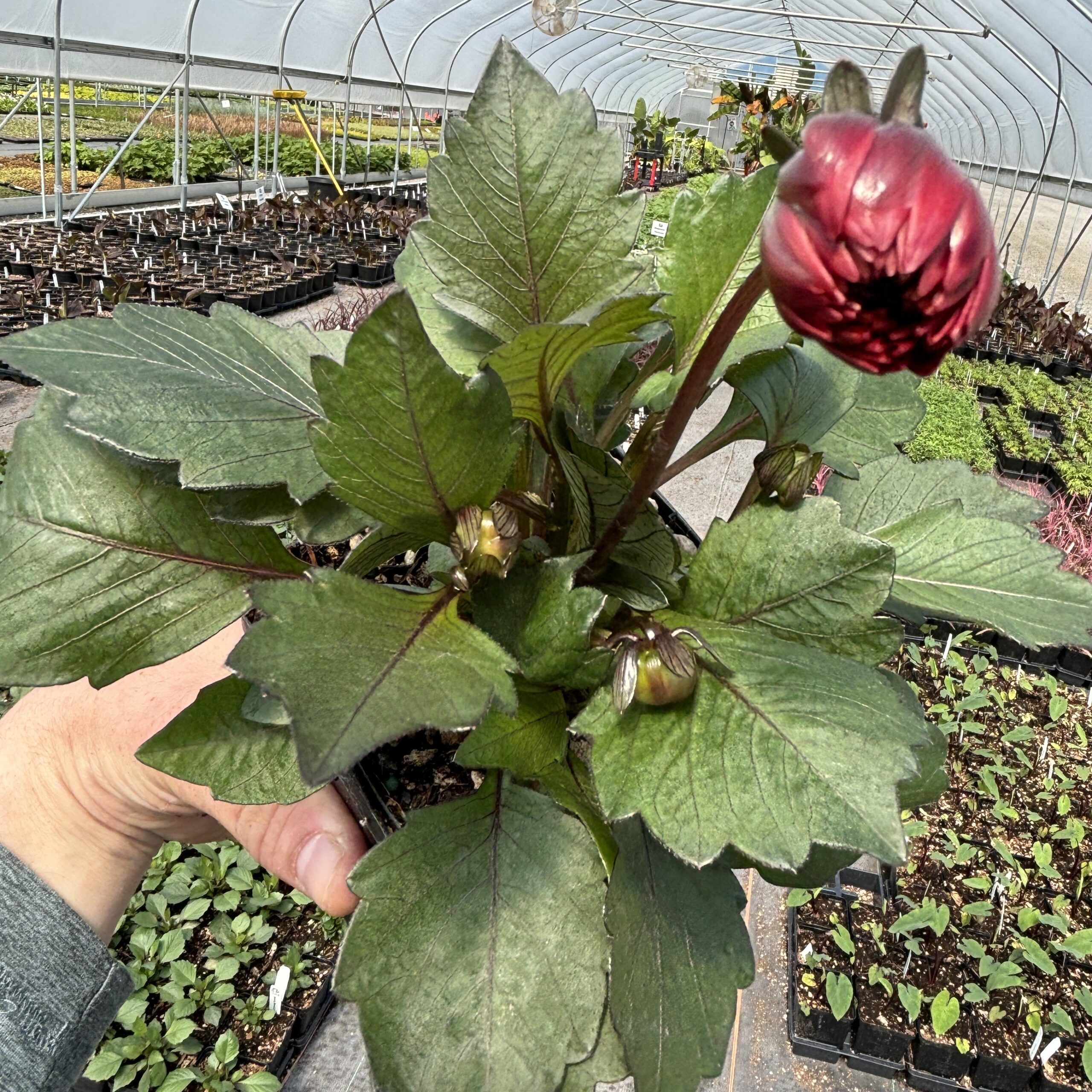 Dahlia Revelation