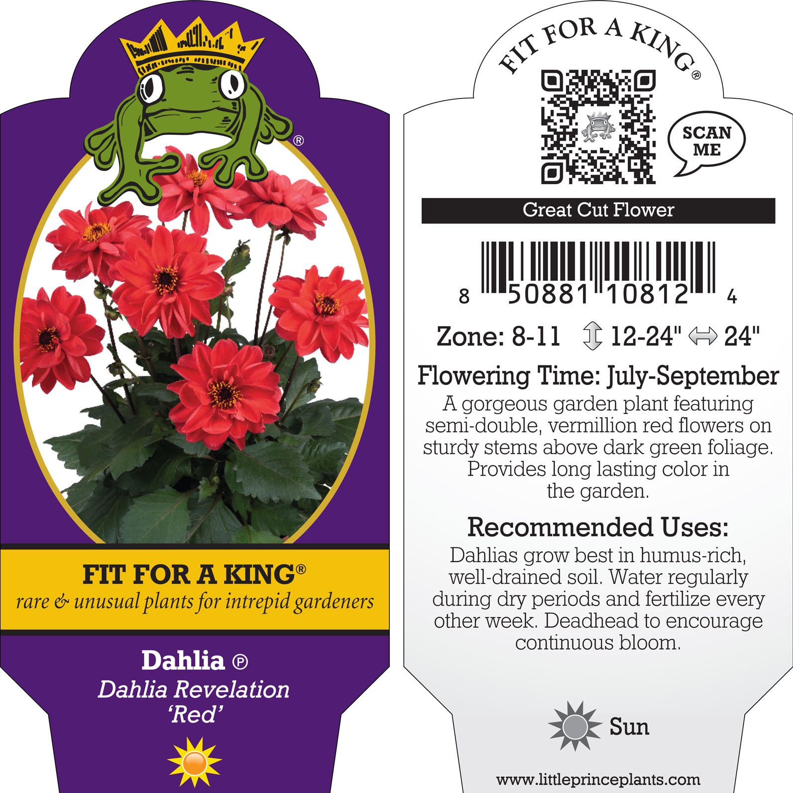Dahlia Revelation 'Red' - Dahlia