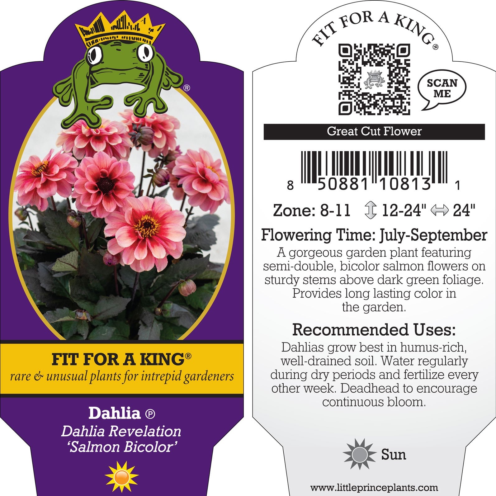 Dahlia Revelation 'Salmon Bicolor' - Dahlia