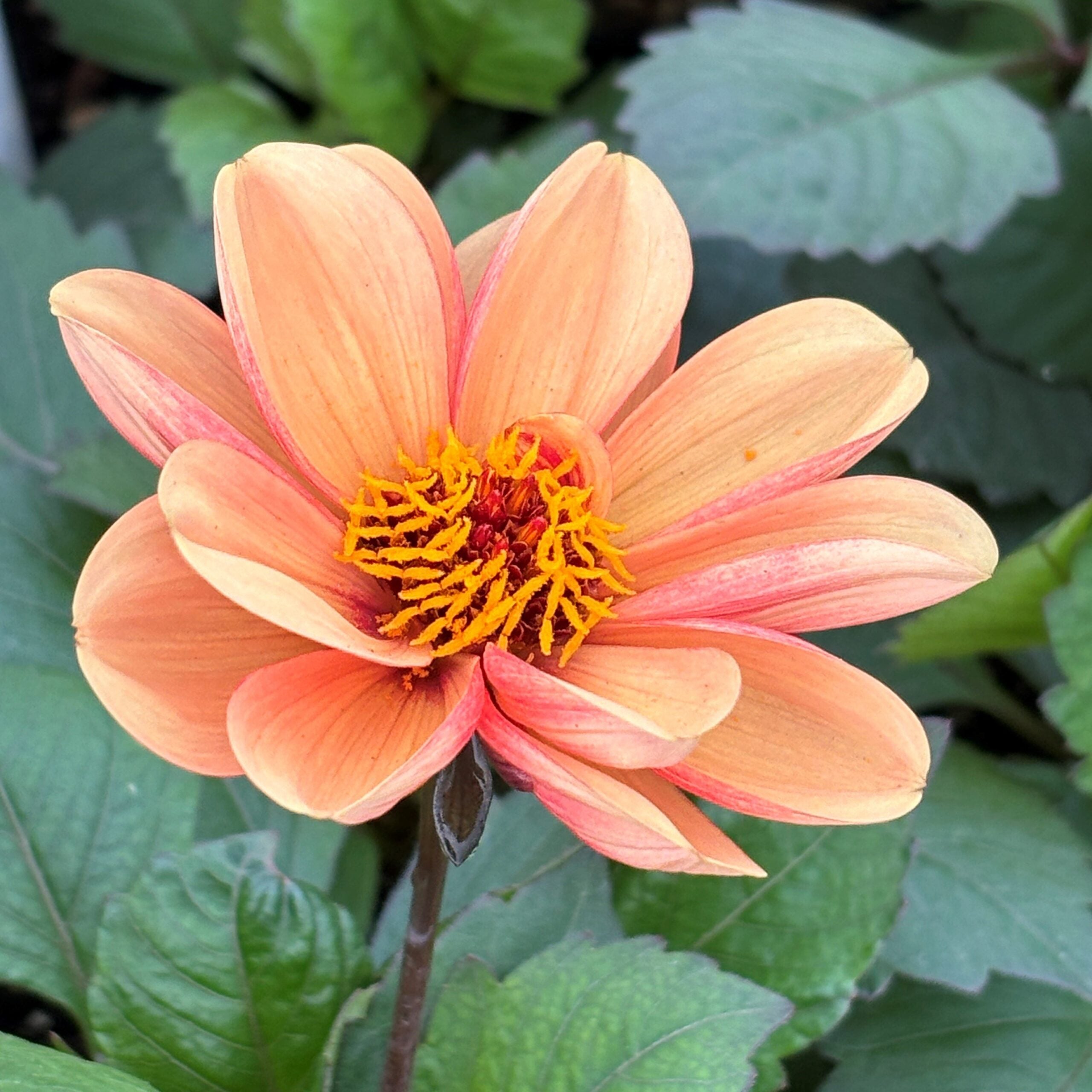 Dahlia Revelation 'Soft Orange'