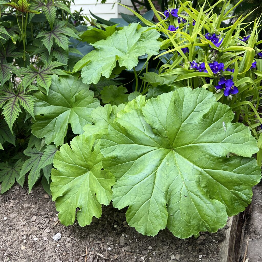 Darmera peltata - Umbrella Plant (Gallon Pot) | Little Prince of Oregon  Nursery