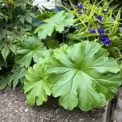 Darmera peltata - Umbrella Plant (Gallon Pot)