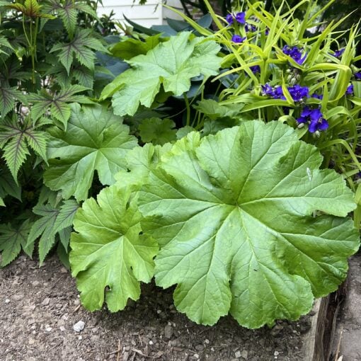 Darmera peltata - Umbrella Plant (Gallon Pot) | Little Prince of Oregon  Nursery