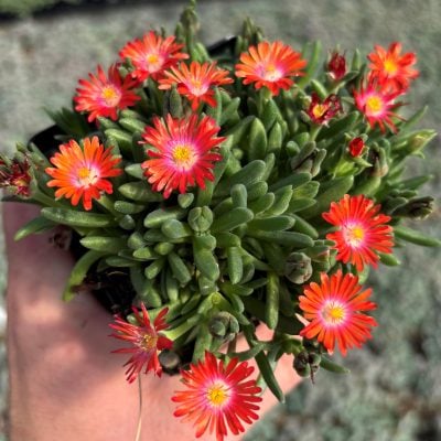 Delosperma 'Jewel of Desert Sunstone' - Ice Plant (3.5" Pot)