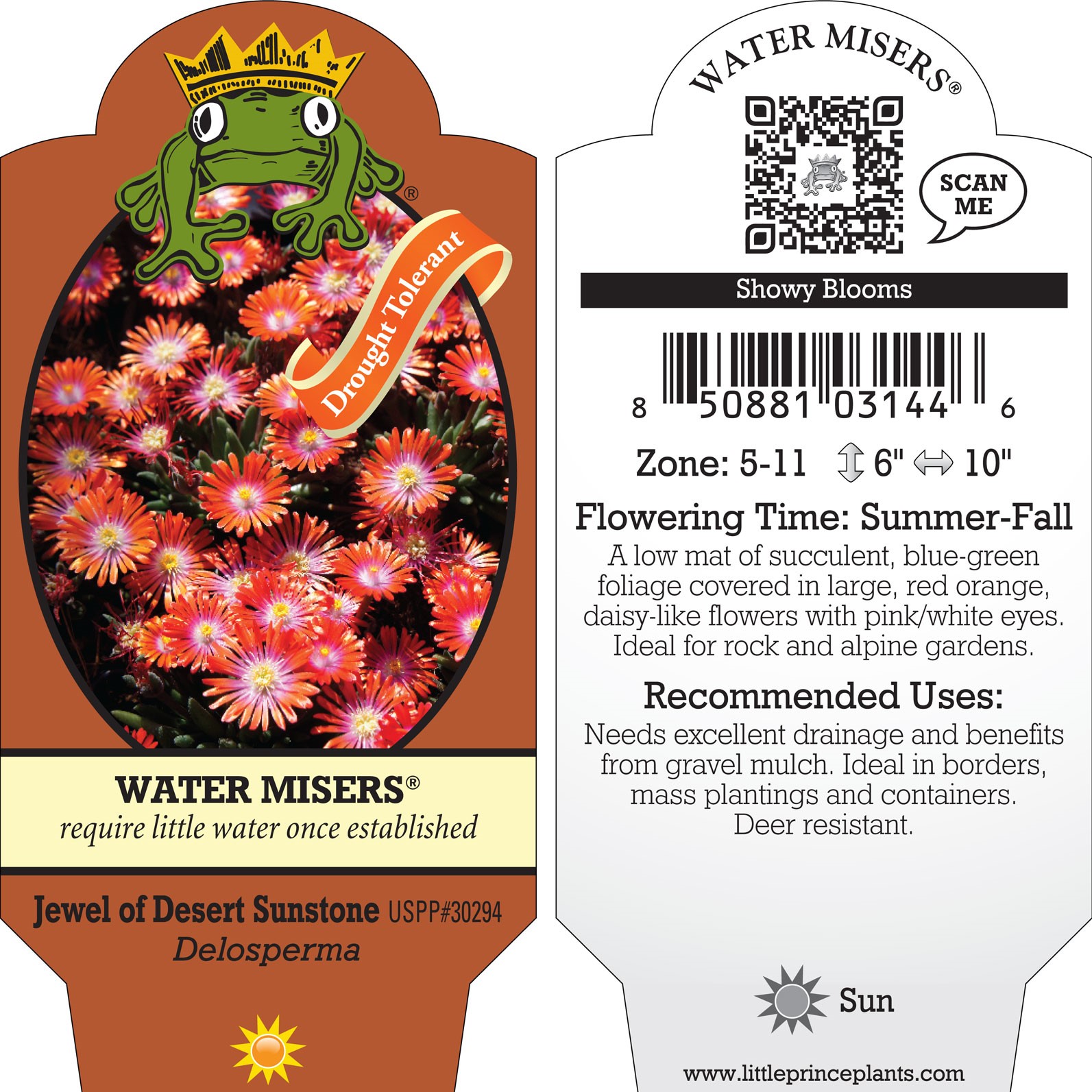 Delosperma 'Jewel of the Desert Sunstone' - Square