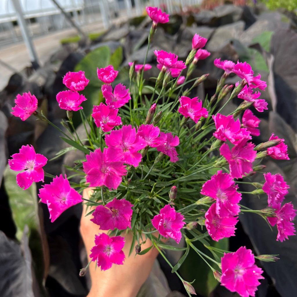 Dianthus-Beauties®-Kahori-