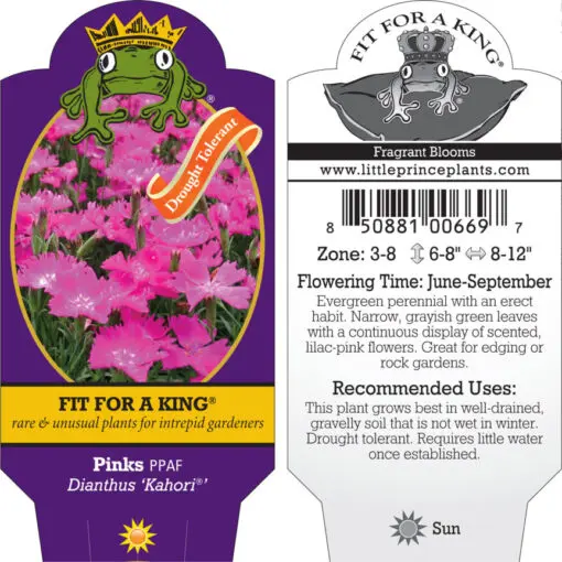 Dianthus Beauties® 'Kahori' PP #21,016 - Border Pinks (4.5