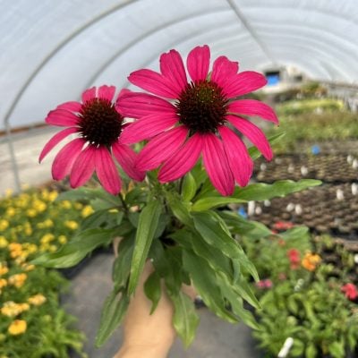 Echinacea PRIMA™ 'Berry' - Coneflower (4.5" Pot)