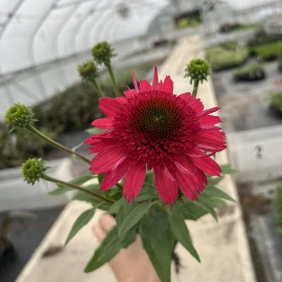 Echinacea SUNNY DAYS™ 'Ruby' PP #33,437 - Coneflower (4.5" Pot)
