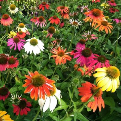 Echinacea hybrida 'Cheyenne Spirit' - Coneflower (4" Pot)