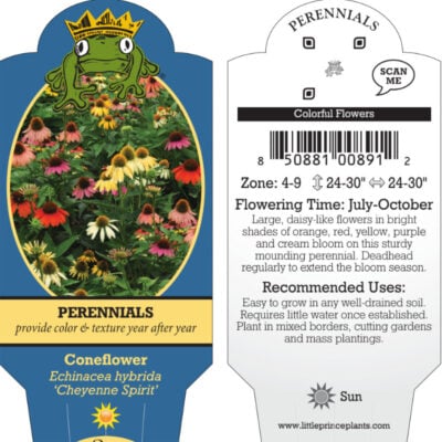 Echinacea hybrida 'Cheyenne Spirit' - Coneflower, Perennial