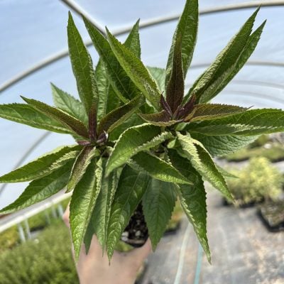 Eupatorium 'Little Pye' - Joe Pye Weed (4.5" Pot)