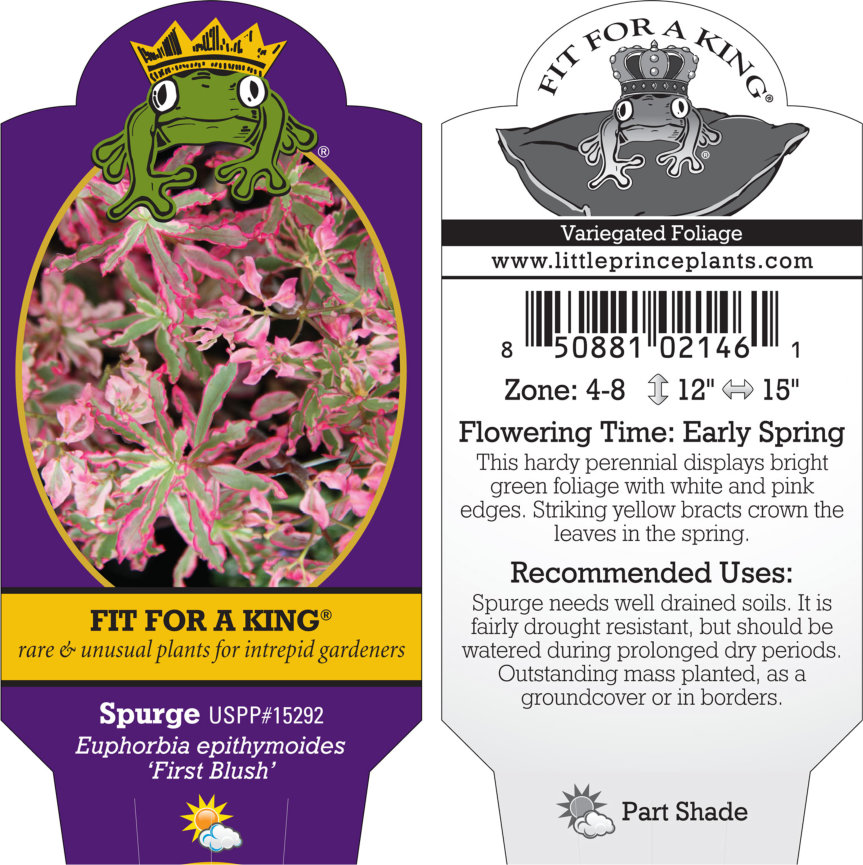 Euphorbia epithymoides 'First Blush' - Spurge USPP #15,292 (4.5" Pot)