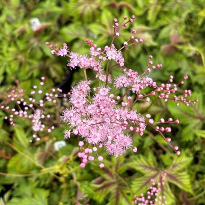 Filipendula 'Red Umbrellas' flower 1