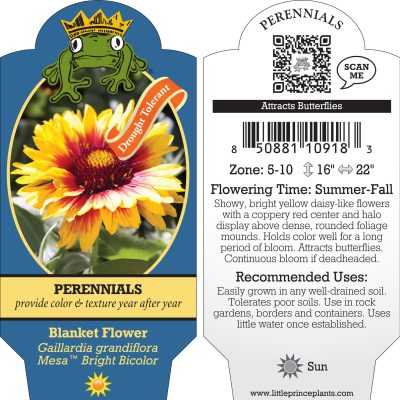 Gaillardia grandiflora 'Mesa™ Bright Bicolor' - Blanket Flower