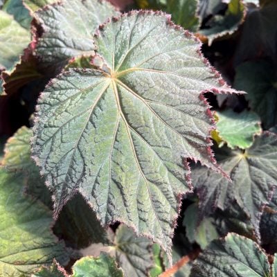 Begonia Lunar Lights™ 'Harvest Moon' (4.5" Pot)
