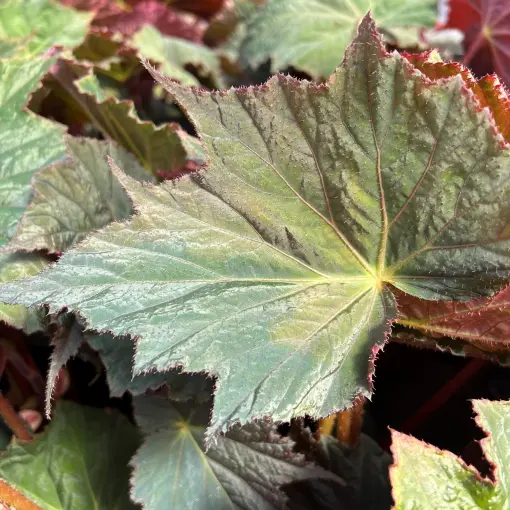 Begonia Lunar Lights™ 'Harvest Moon' (4.5