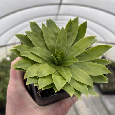 Heloniopsis orientalis var. flavida 'Snow White' (4.5" Pot)