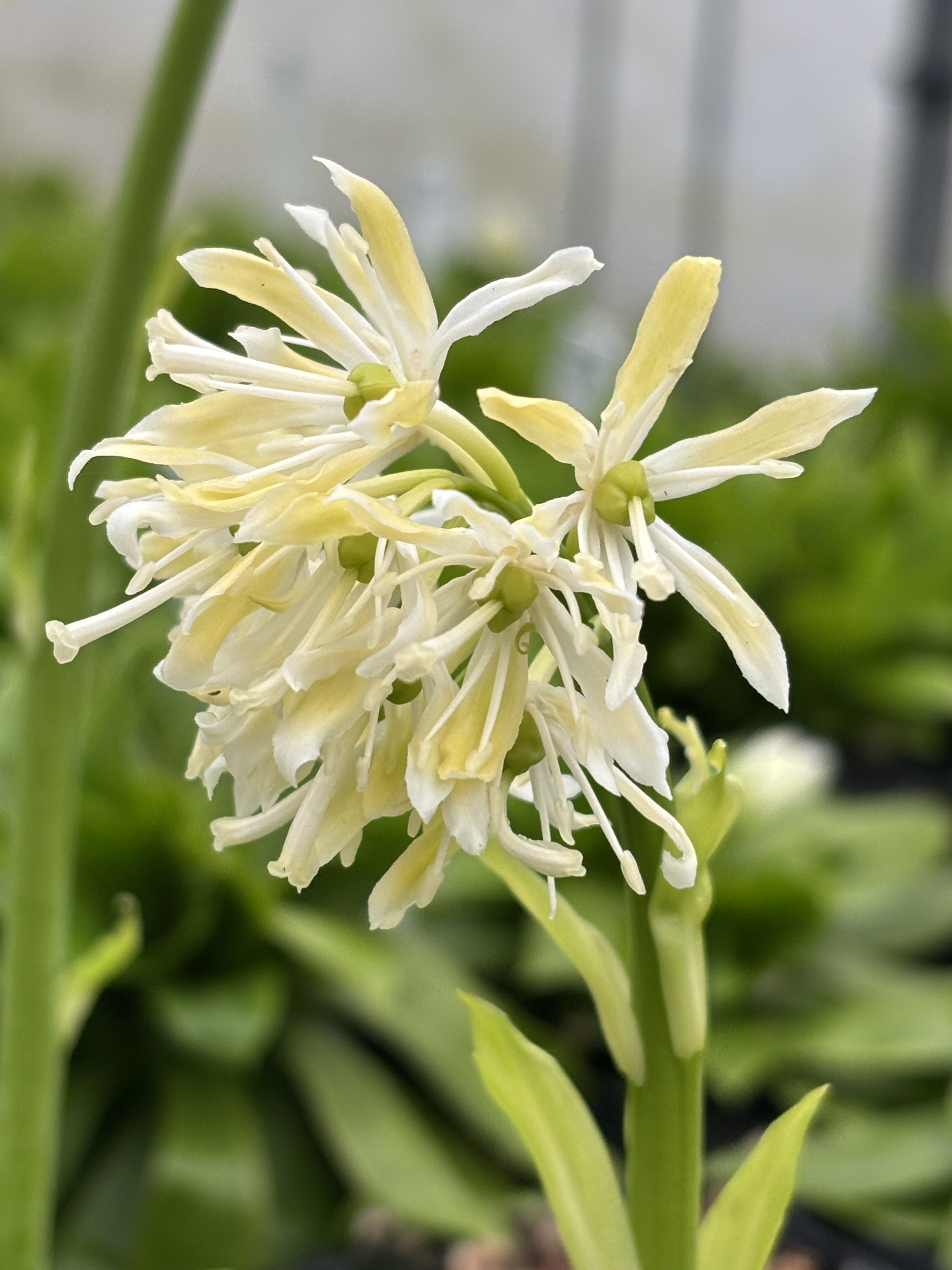 Heloniopsis orientalis var. flavida 'Snow White' (4.5