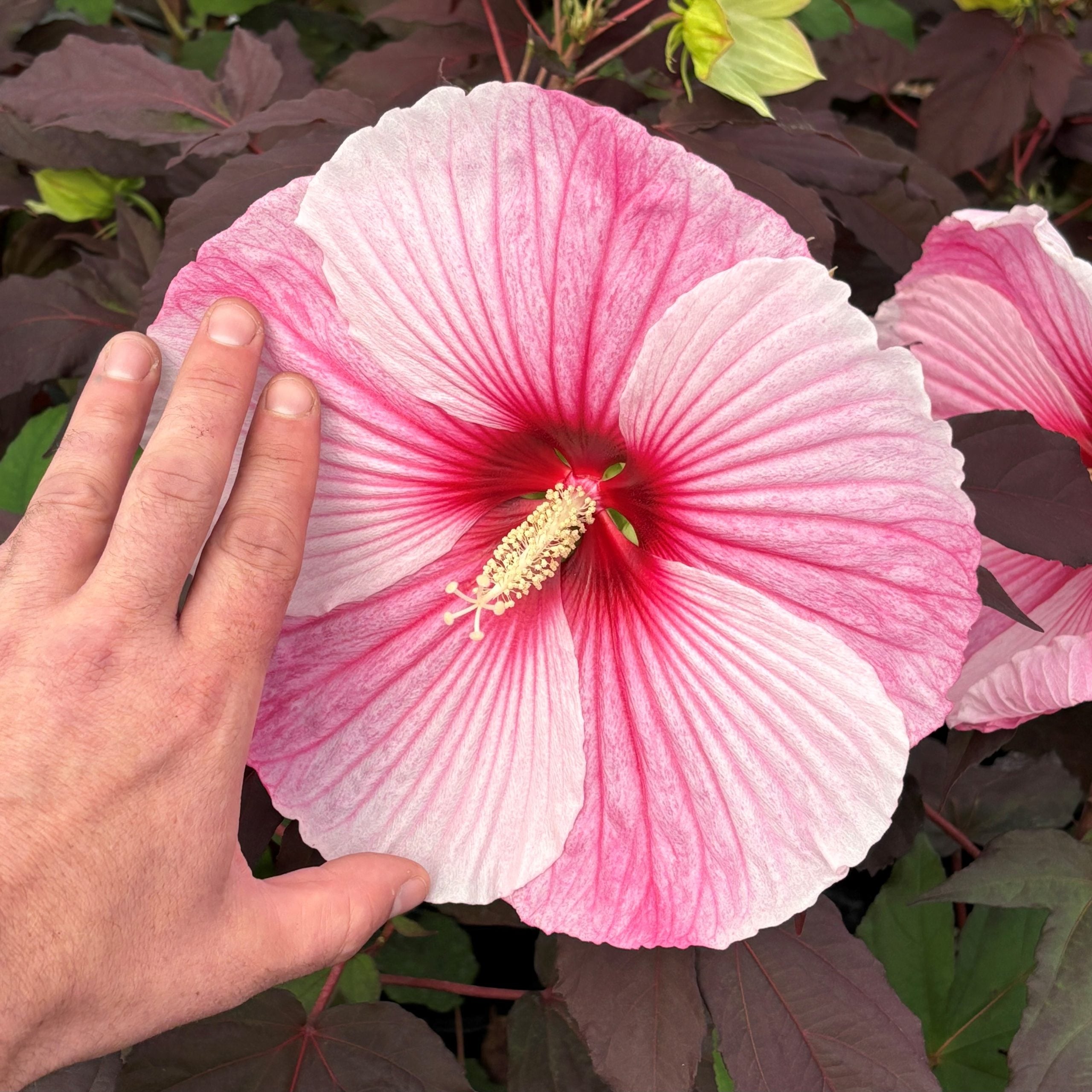 Hibiscus 'Starry Starry Night' (Gallon Pot) | Little Prince of