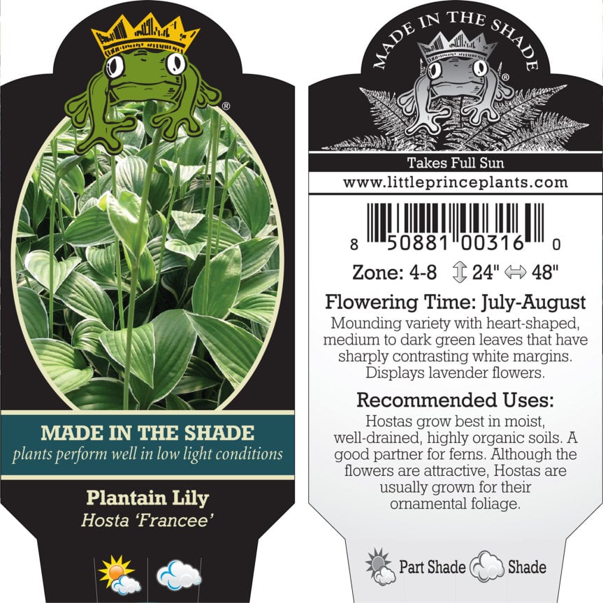 Hosta 'Francee' - Plantain Lily (3.5