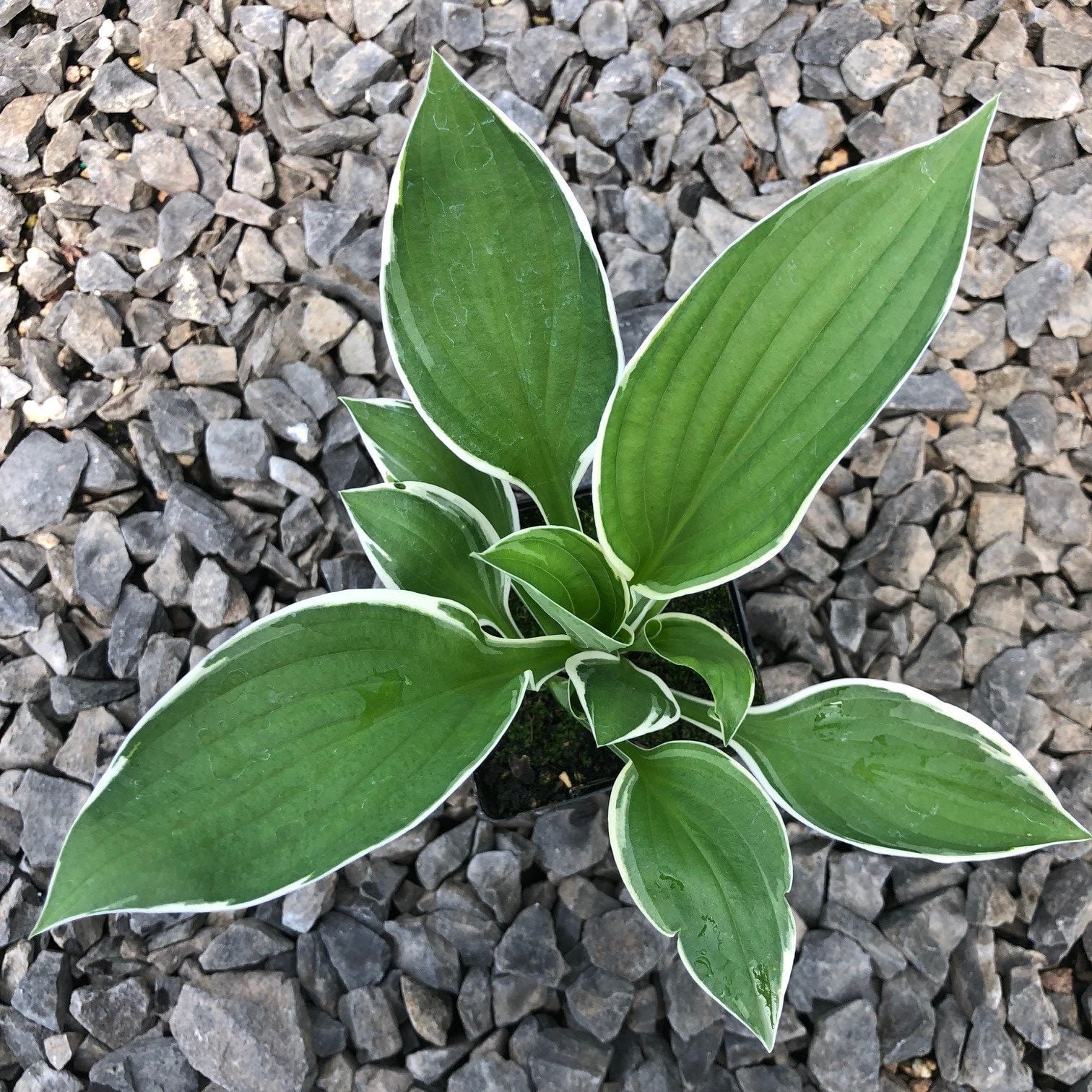 Hosta 'Francee' - Plantain Lily (3.5
