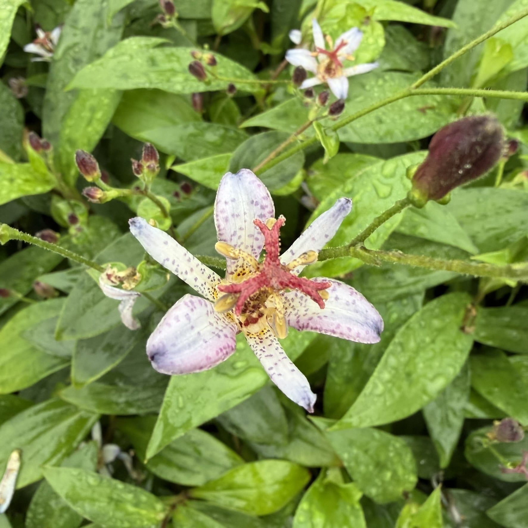 Tricyrtis formosana 'Seiryu' - Taiwanese Toad Lily (4.5" Pot) - Image 2