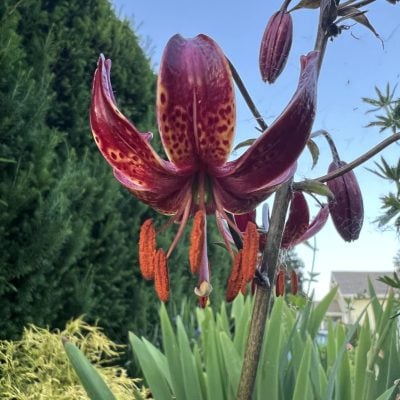 Lilium martagon 'Claude Shride' - Martagon Lily (4.5" Pot)