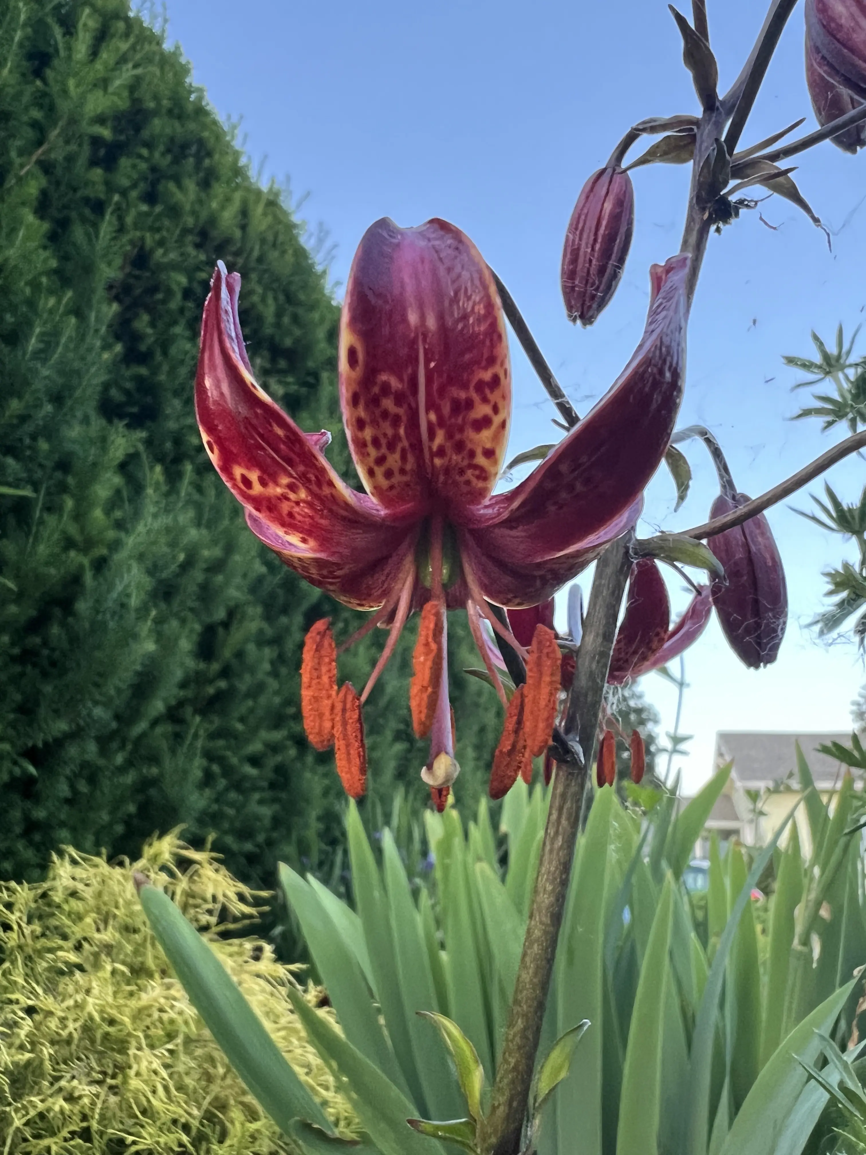 brunt LILY kozara リリー タン Lilium martagon 'Claude Shride' - Martagon Lily (4.5