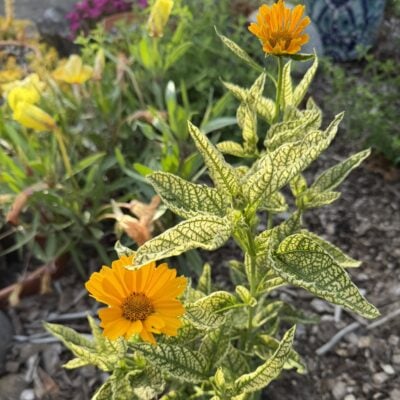 Heliopsis helianthoides Sunstruck - False Sunflower USPP #25,524 (4.5" Pot)