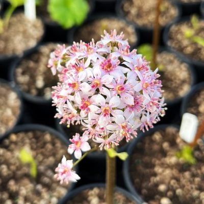 Darmera peltata - Umbrella Plant (Gallon Pot)