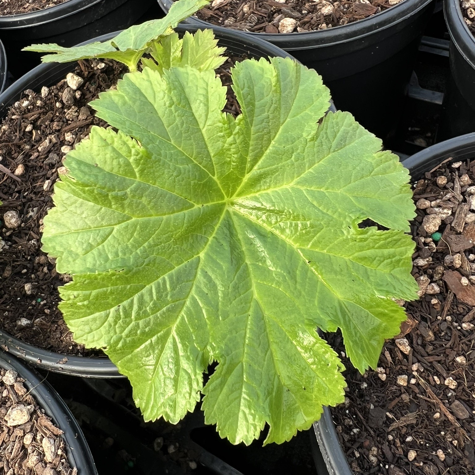 Darmera peltata - Umbrella Plant (Gallon Pot) - Image 2