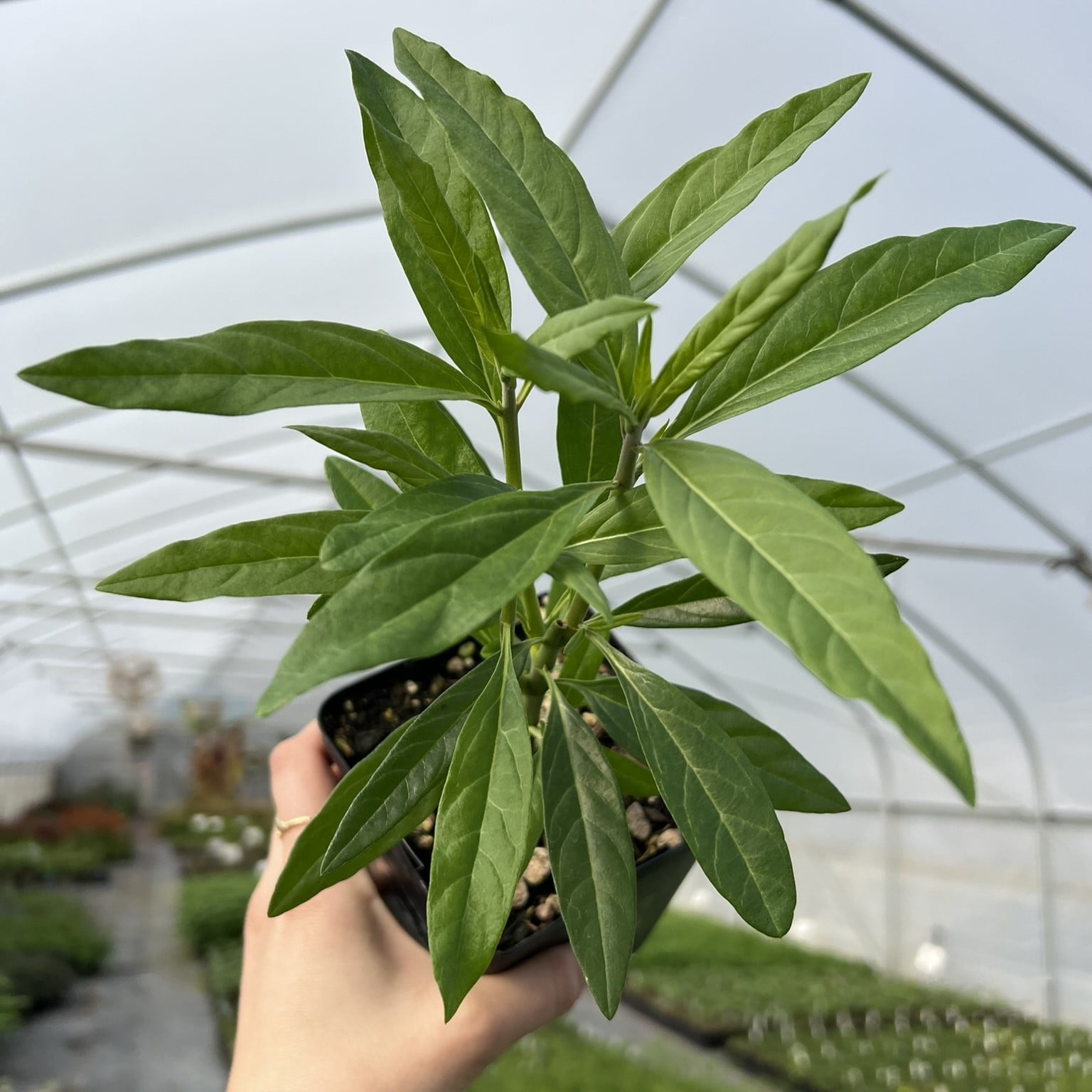 Asclepias physocarpus - Balloon Plant (4.5" pot) - Image 3