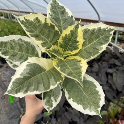 Brugmansia 'Snowbank' PP# 14,817 - Angel Trumpet (#1 Round)