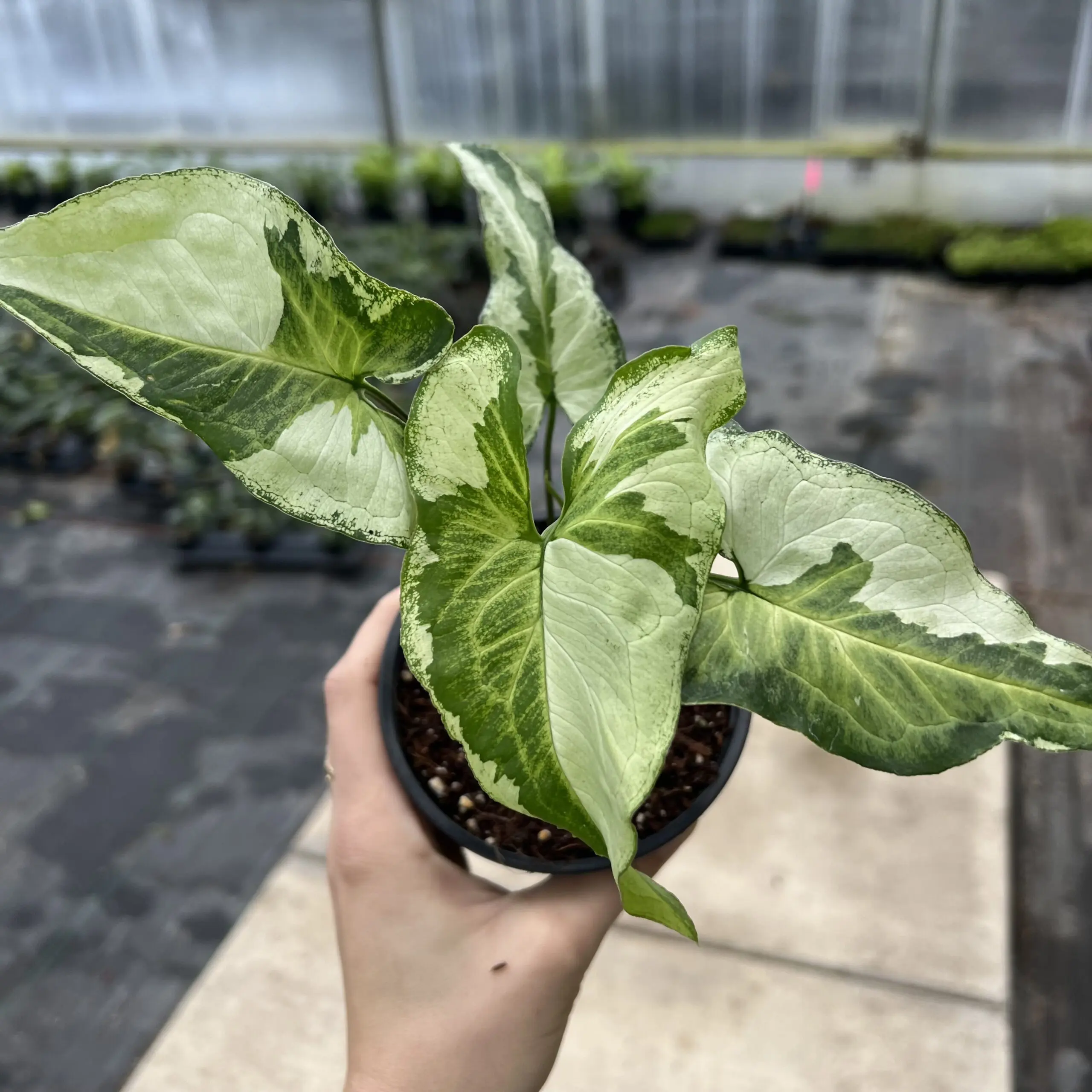 caring for dieffenbachia Dieffenbachia Camille | Easy Care Indoor Plant