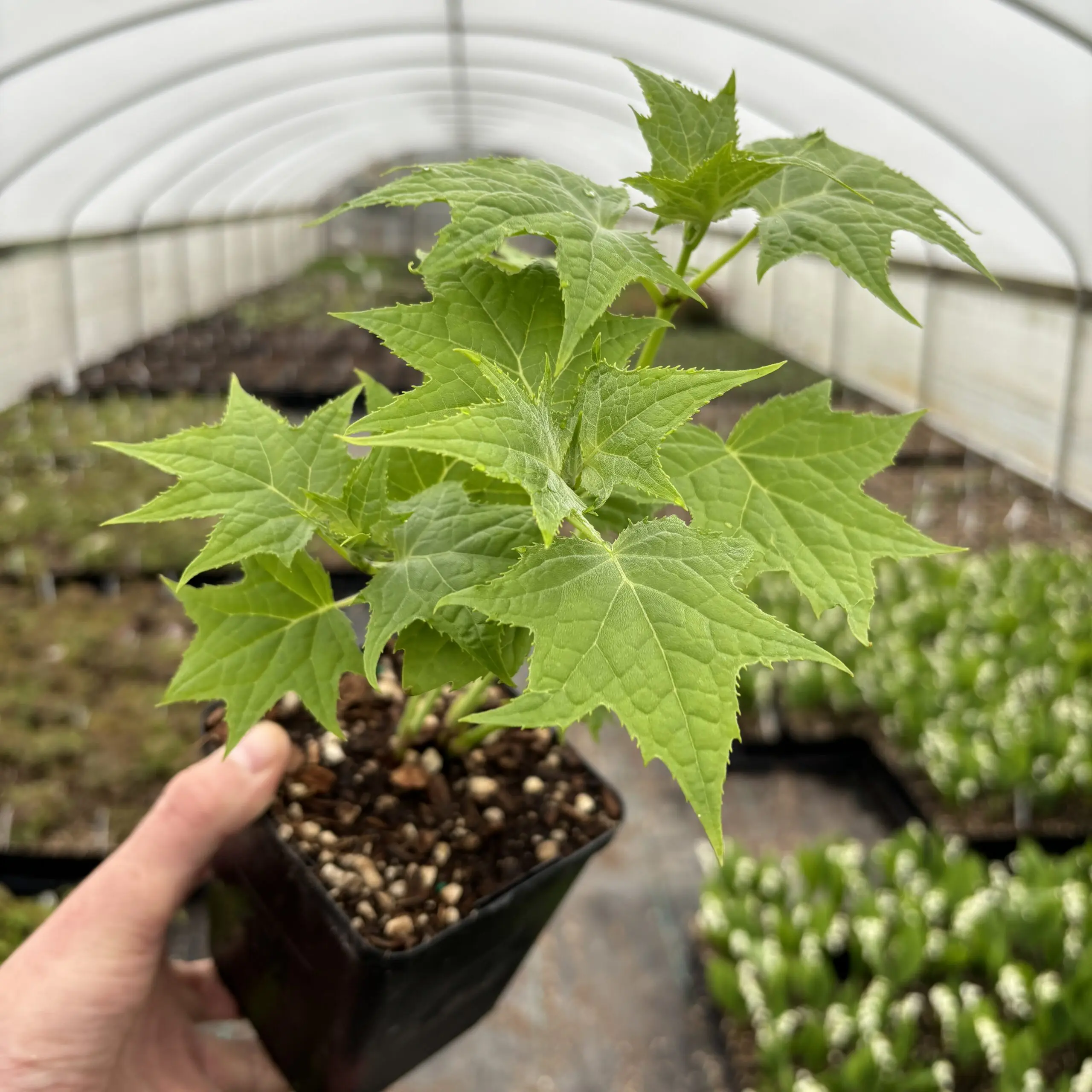 Kirengeshoma palmata - Yellow Wax Bells (4.5" Pot) | Little Prince of  Oregon Nursery