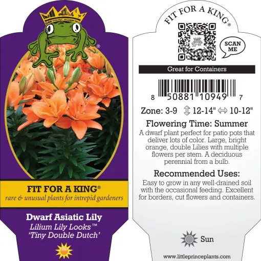 dracaena fragrans growth Dracaena Fragrans Sol